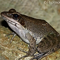 Hylarana daemeli (Australian Wood Frog) calling<br />Canon EOS 7D + EF70-200 F4L IS +EF1.4xII + SPEEDLITE 580EXII